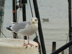 SX00458 Seagull on fishing boat's radar [Herring Gull - Larus Argentatus].jpg